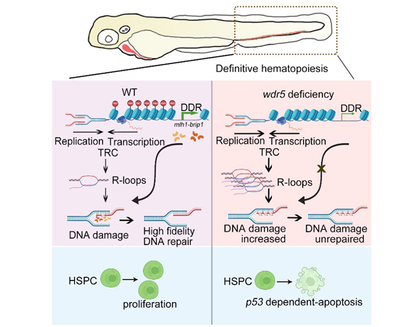 Scientists reveal the role of Wdr5-mediated H3K4 methylation in hematopoietic stem and progenitor cell development