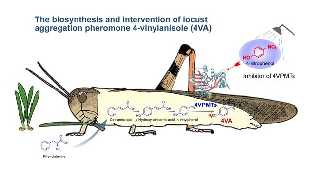 Nature | Decoding and Manipulating the Biosynthesis of Locust Aggregation Pheromone