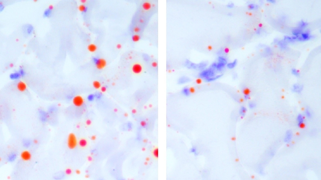 Reviving Youth: Scientists Use Engineered Cells to Combat Aging in Primates