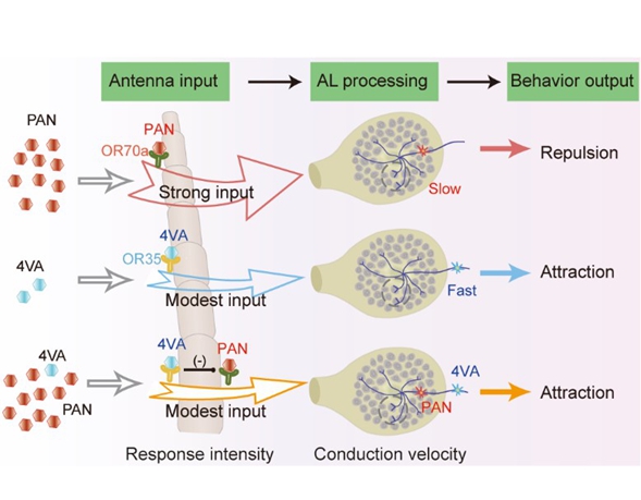 The Art of Locust Swarming: Balancing Attraction and Repulsion