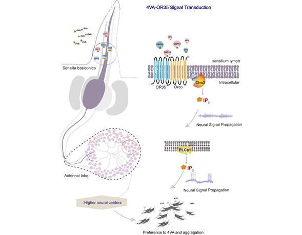 How Insects Smell: A New Pathway Turns IP3 Into the Key Signal