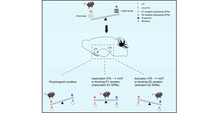 Scientists Discover the Neural Coding Mechanism Underlying Odor-guided Foraging Decisions in Mice