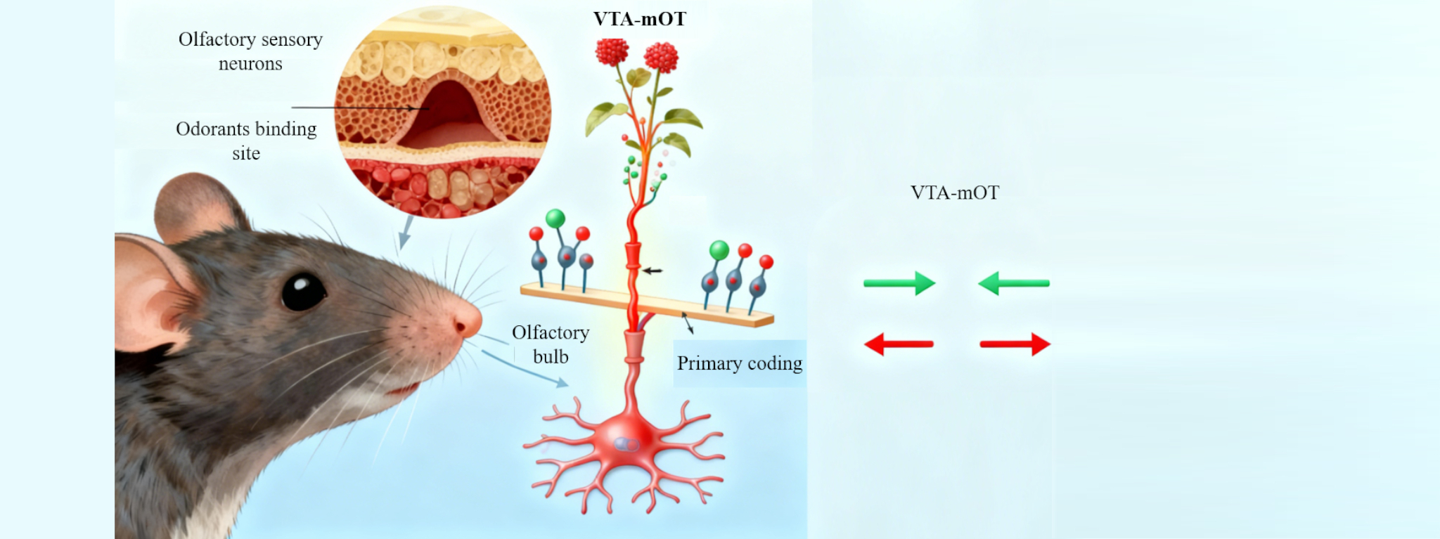 Scientists Discover the Neural Coding Mechanism Underlying Odor-guided Foraging Decisions in Mice