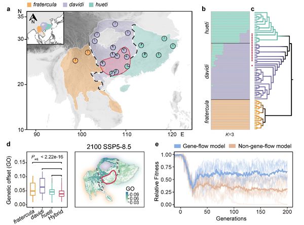 New Study Reveals Hybridization Enhances Montane Birds Adaptation to Climate Change