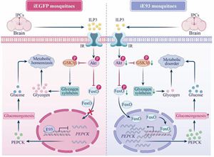 Researchers Uncover Key Gene Linking Mosquito Metabolism and Reproduction
