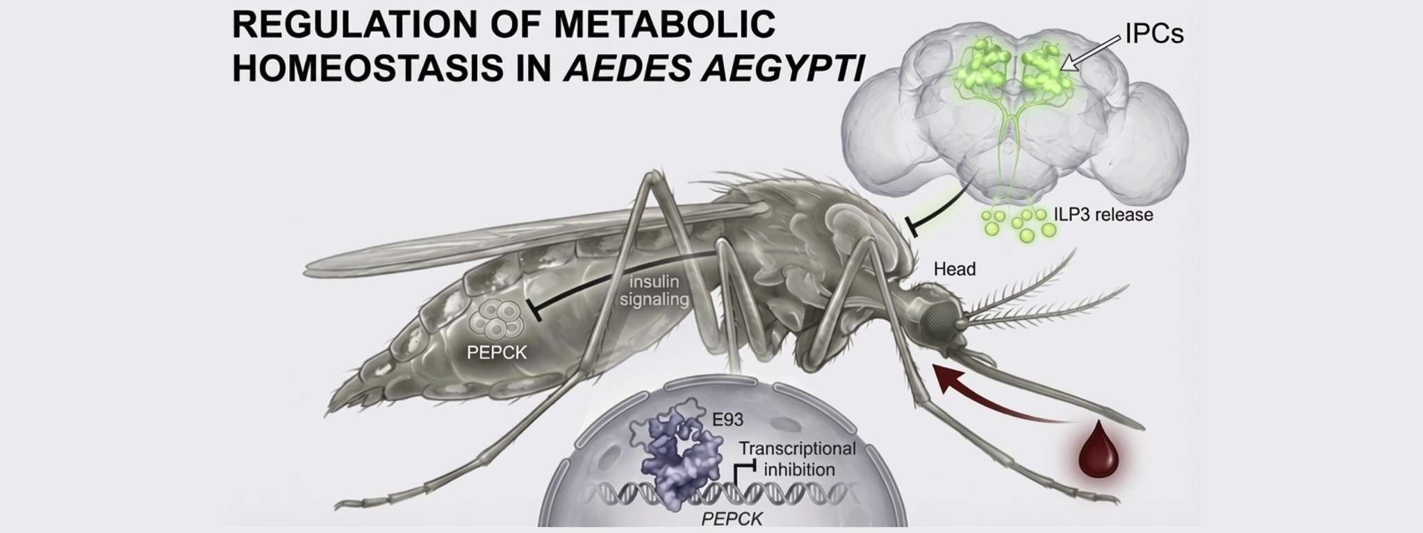 Researchers Uncover Key Gene Linking Mosquito Metabolism and Reproduction