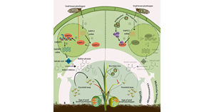 New Study Uncovers How Rice Viruses Manipulate Plant Defenses to Protect Insect Vectors
