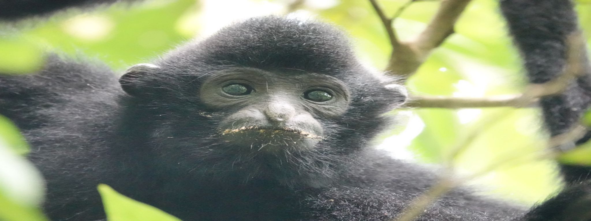 Fecal Genomics Reveals the Genetic Basis Underlying the Recovery of the World‘s Rarest Primate