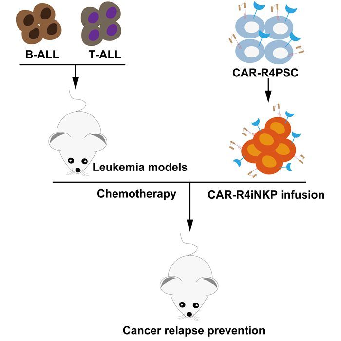 Researchers Developed a Novel NKP Cell Therapy for Cancer treatment