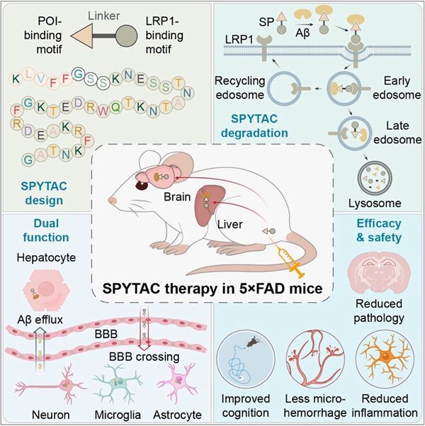 SPYTAC Enables Safe and Efficient Alzheimer' s Treatment via Lysosomal Targeting
