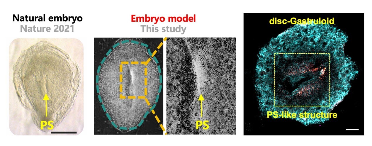 Scientists Build Human Disc-Gastruloid Model to Recreate Early Primitive Streak Formation