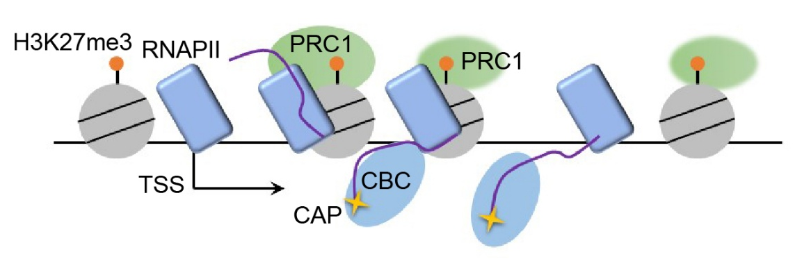 Connection between polycomb repression and cotranscriptional processing