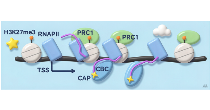 Connection between polycomb repression and cotranscriptional processing